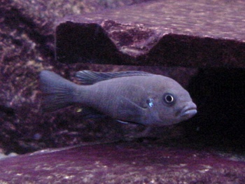 Cynotilapia zebroides 'Chinuni'